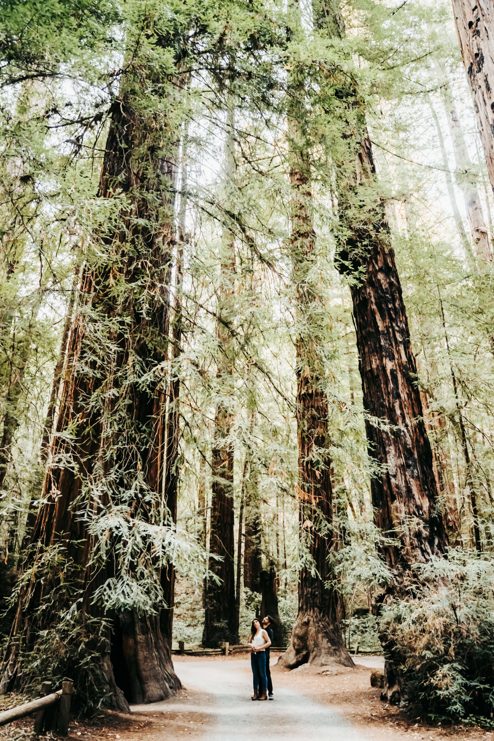 a couple walking in the giant redwoods in Northern California for their mini moon