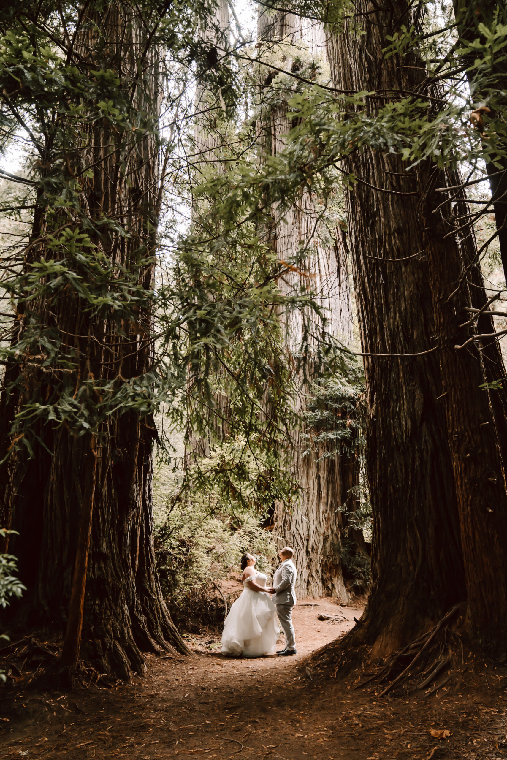 A bride and groom standing under the giant redwoods for their Elopement day