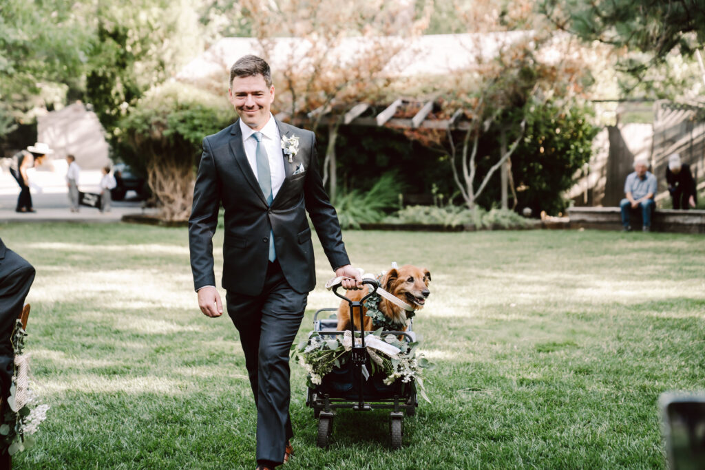 a groom pulling a dog in a wagon for the wedding ceremony 