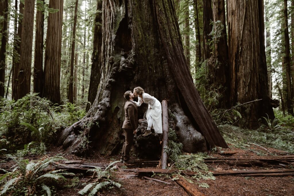 a bride kissing her groom standing in front of a giant redwood tree