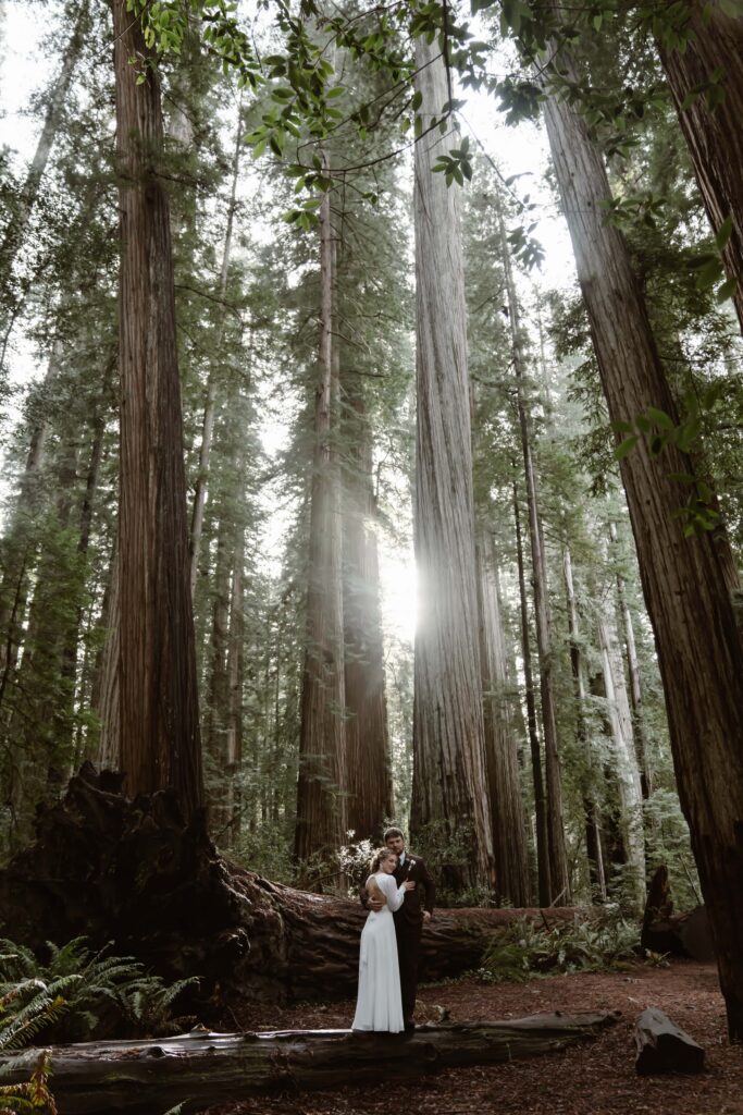a bride and groom surrounding by giant redwood trees for their elopement day