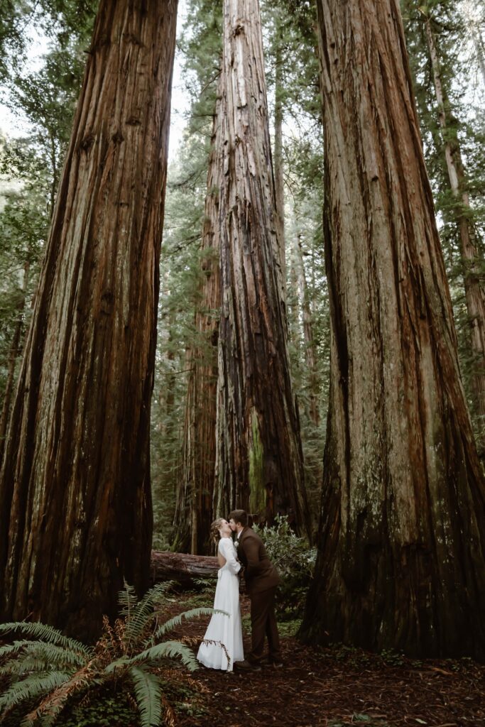 The first kiss after their wedding ceremony in the giant redwoods