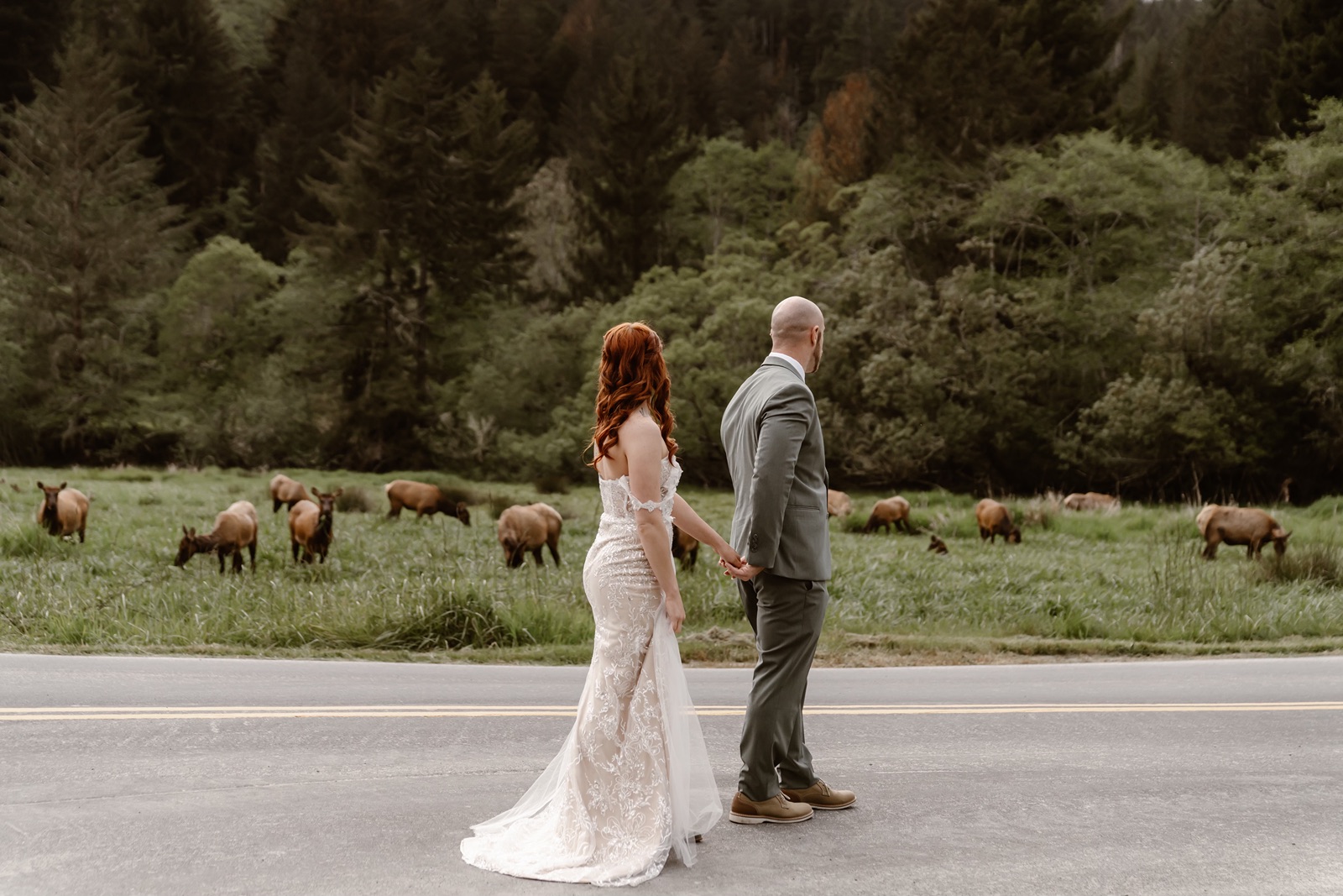 Bride and groom hold hands while admiring cows in pasture