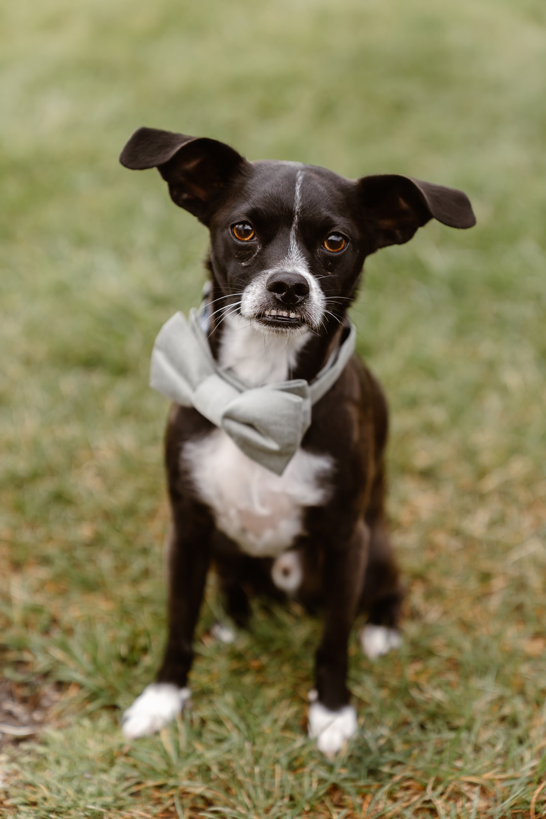 Small black and white dog in a green bow tie at wedding