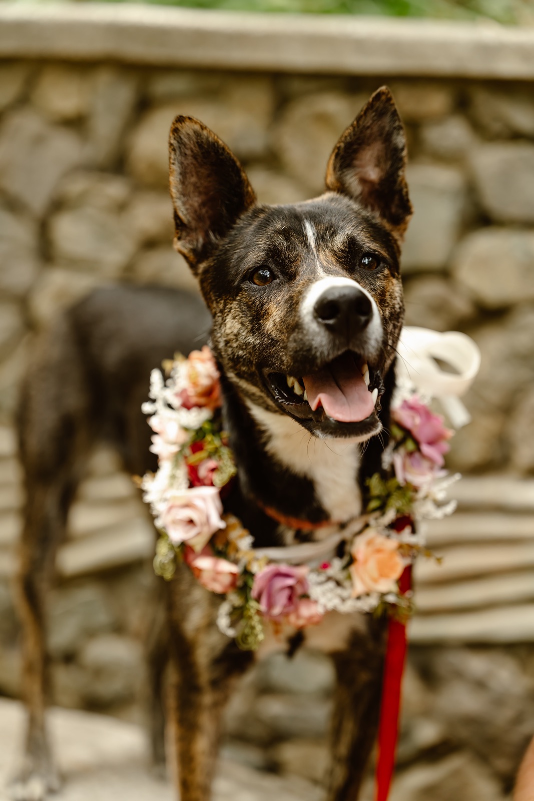Dog wearing flower wreath at the Miners Foundry wedding